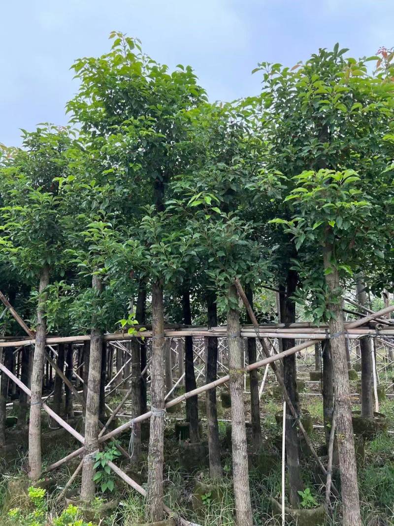 香樟规格树基地大量现货供应，欢迎各位客户咨询