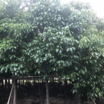 香樟规格树基地大量现货供应，欢迎各位客户咨询