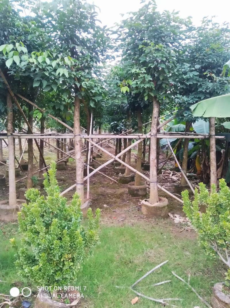 秋枫规格树各种规格基地大量现货供应，欢迎各位客户咨询