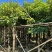 秋枫规格树各种规格基地大量现货供应，欢迎各位客户咨询