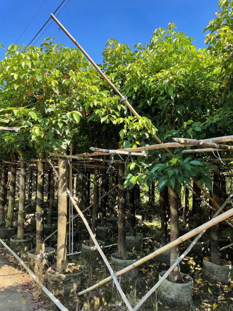 秋枫规格树各种规格基地大量现货供应，欢迎各位客户咨询