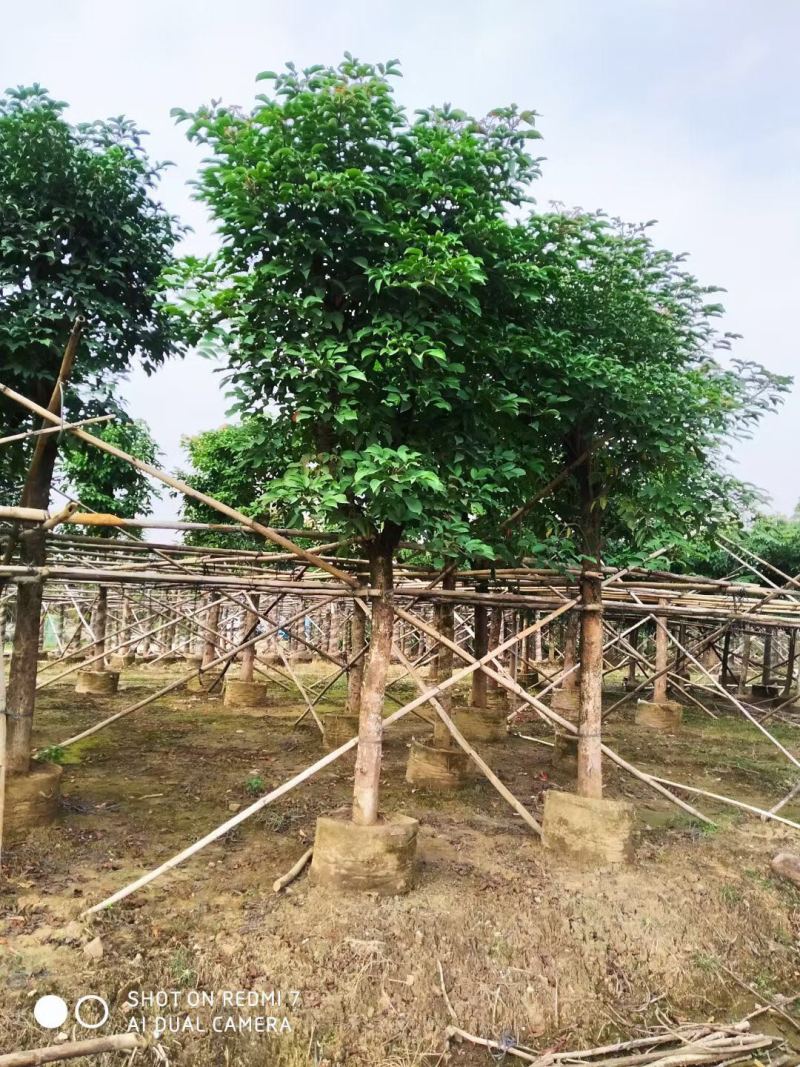 秋枫规格树各种规格基地大量现货供应，欢迎各位客户咨询