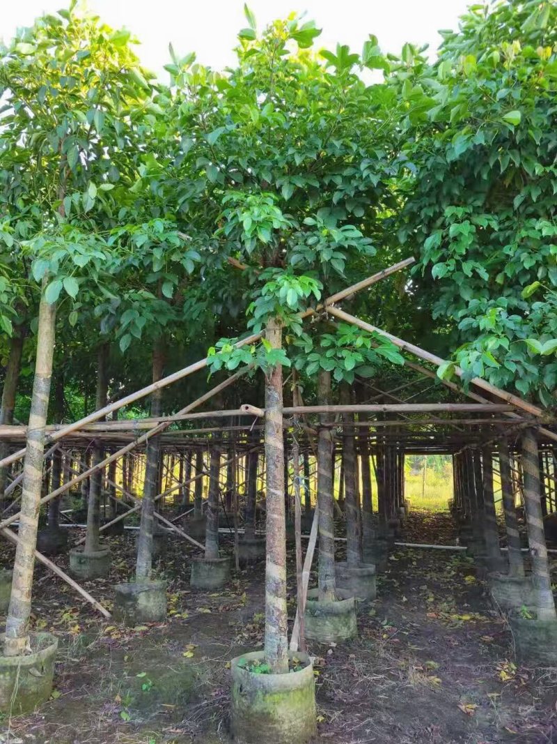 秋枫规格树各种规格基地大量现货供应，欢迎各位客户咨询