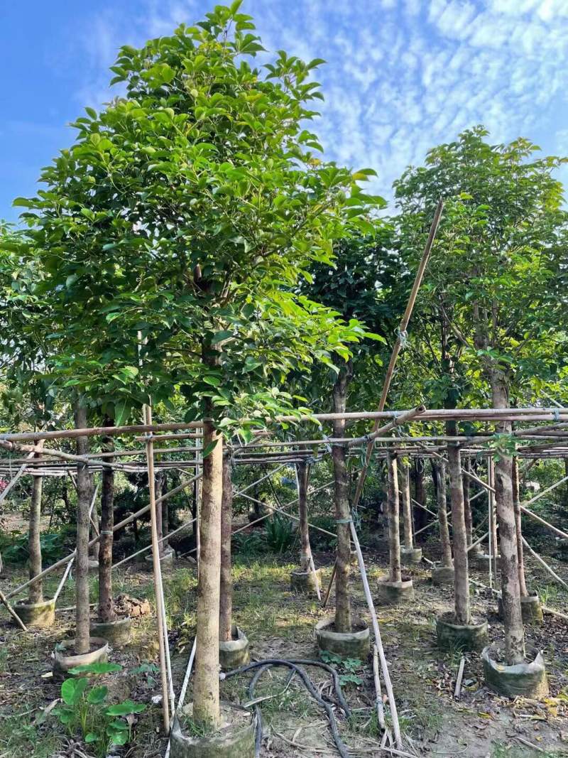 秋枫规格树各种规格基地大量现货供应，欢迎各位客户咨询