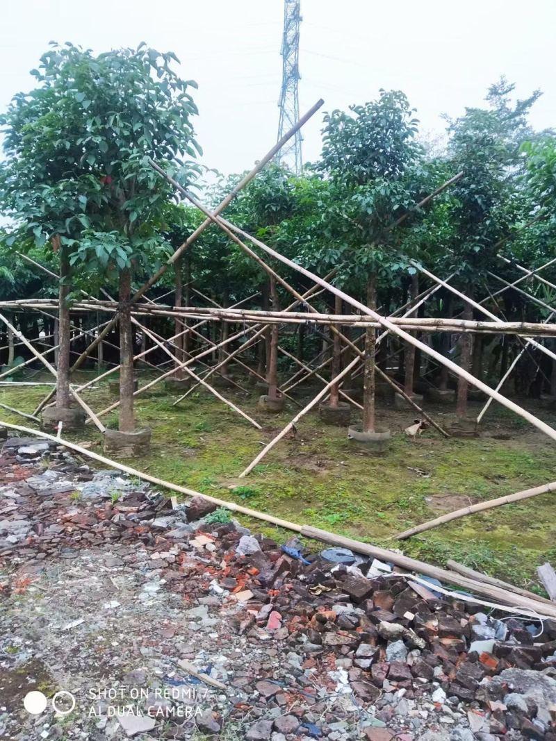 秋枫规格树各种规格基地大量现货供应，欢迎各位客户咨询