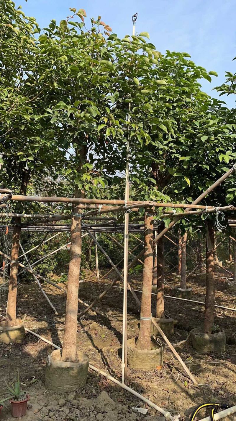 秋枫规格树各种规格基地大量现货供应，欢迎各位客户咨询