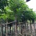 秋枫规格树各种规格基地大量现货供应，欢迎各位客户咨询