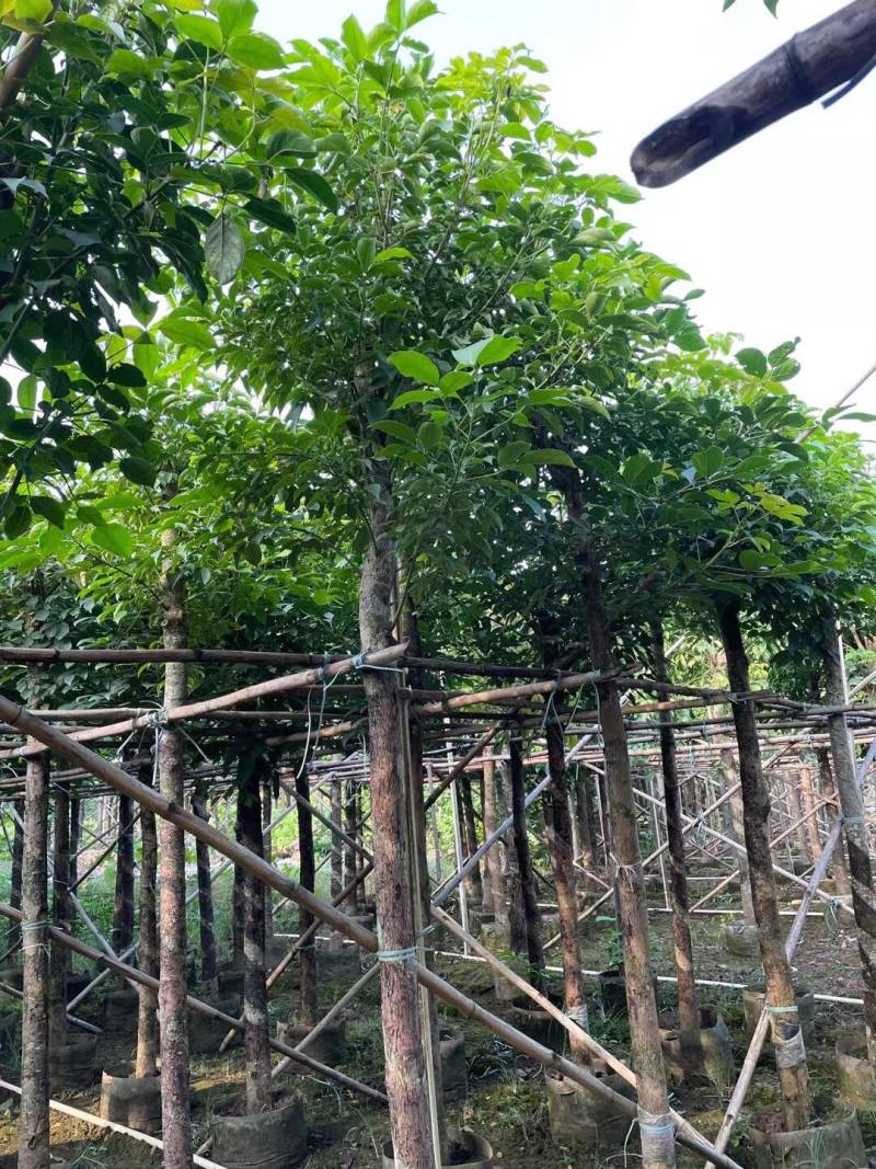 秋枫规格树各种规格基地大量现货供应，欢迎各位客户咨询