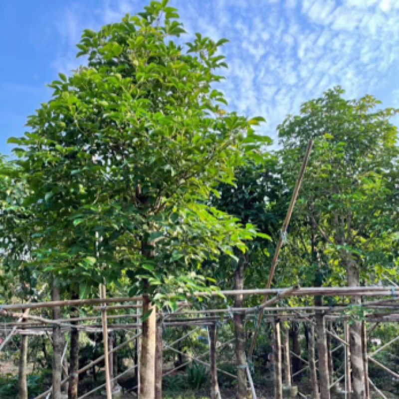 秋枫规格树各种规格基地大量现货供应，欢迎各位客户咨询