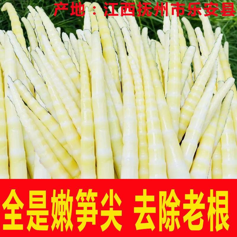 竹笋尖嫩笋新鲜清水笋小竹笋免切片蔬菜食材鲜嫩脆爽江西
