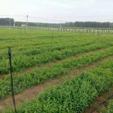 金银花苗高产药用金银花苗(15天不开花)四季金银花苗