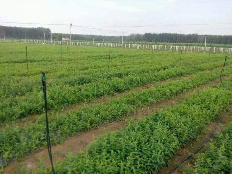 金银花苗高产药用金银花苗(15天不开花)四季金银花苗