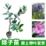 桃金娘苗捻子树苗四季种植山捻子苗庭院盘栽树苗户外绿化观赏