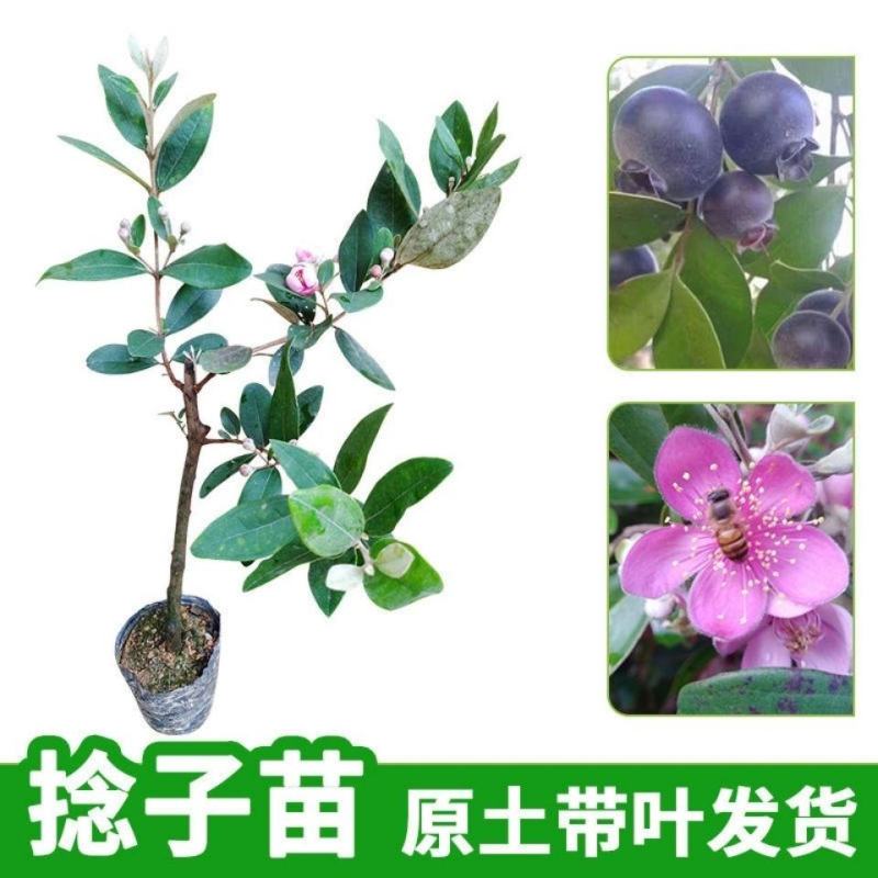 桃金娘苗捻子树苗四季种植山捻子苗庭院盘栽树苗户外绿化观赏