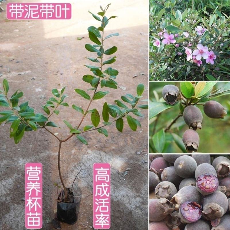 桃金娘苗捻子树苗四季种植山捻子苗庭院盘栽树苗户外绿化观赏