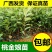 桃金娘苗捻子树苗四季种植山捻子苗庭院盘栽树苗户外绿化观赏