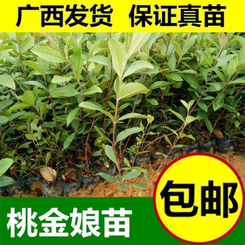 桃金娘苗捻子树苗四季种植山捻子苗庭院盘栽树苗户外绿化观赏