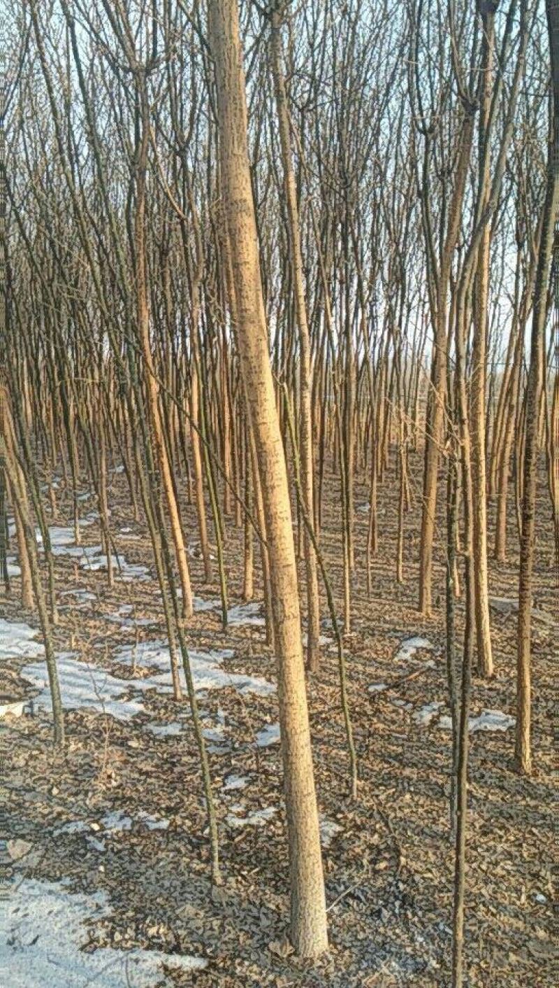 国槐，直径3——30公分各种规格，裸根土球均可