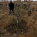 【山楂树】精品乔灌木基地直供，规格齐全，提供技术指导