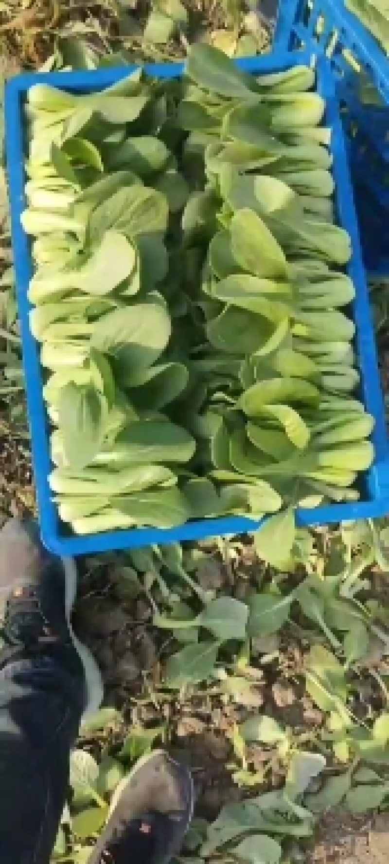 安徽上海青太和上海青食品厂菜食堂菜快菜产地直发
