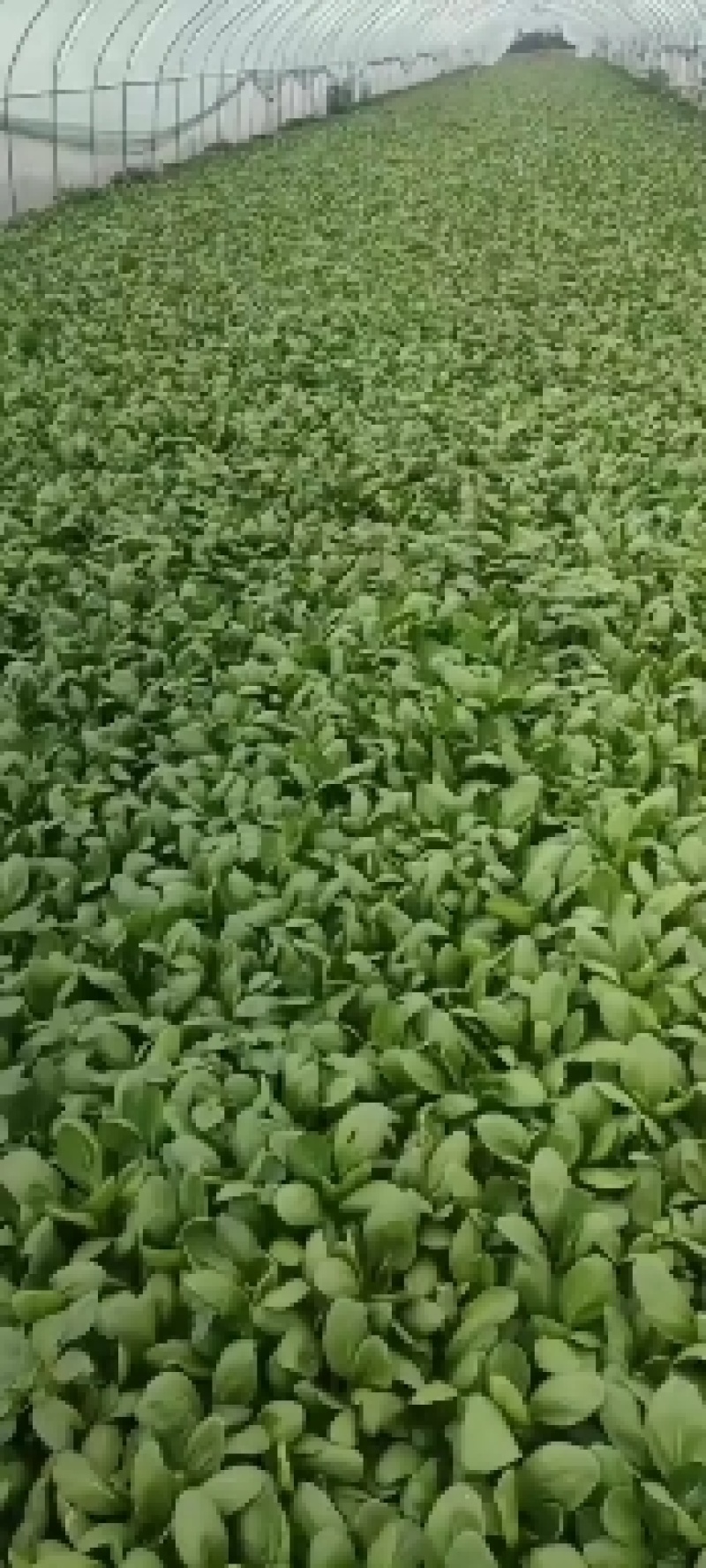 安徽上海青太和上海青食品厂菜食堂菜快菜产地直发