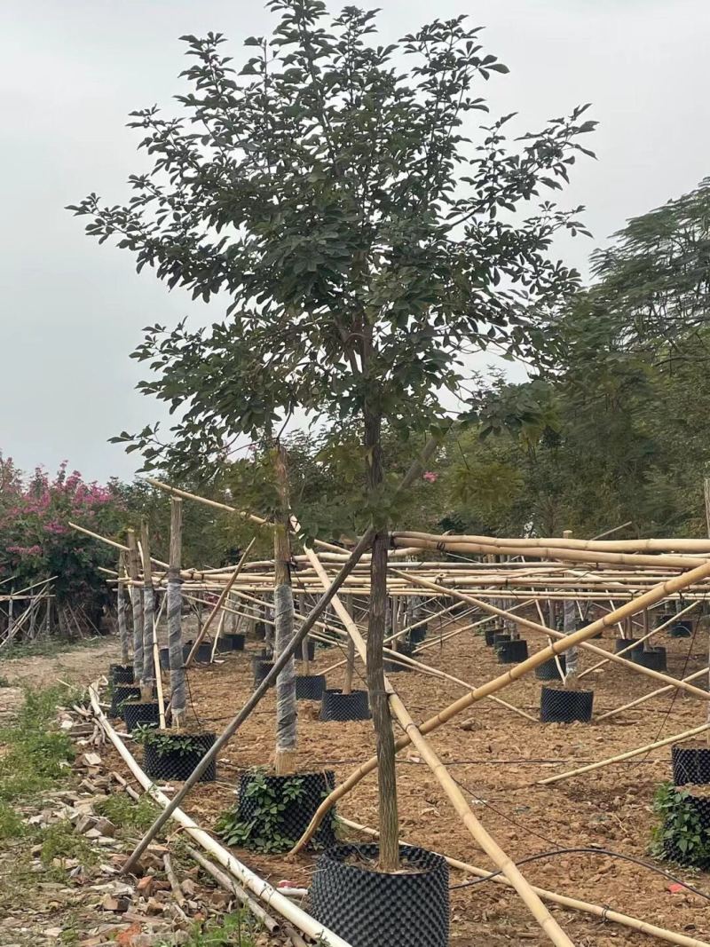 黄花风铃木各种规格基地大量现货供应，欢迎各位客户咨询