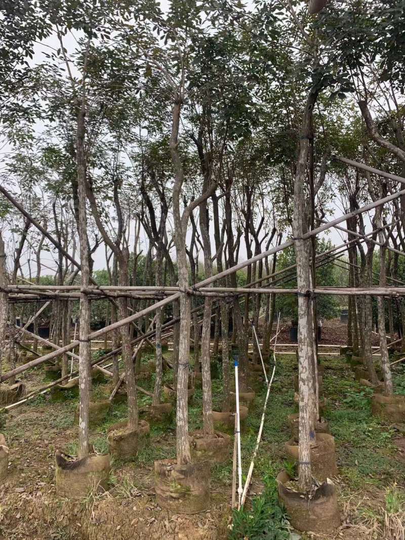 黄花风铃木各种规格基地大量现货供应，欢迎各位客户咨询