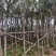 黄花风铃木各种规格基地大量现货供应，欢迎各位客户咨询
