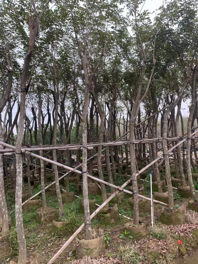 黄花风铃木各种规格基地大量现货供应，欢迎各位客户咨询
