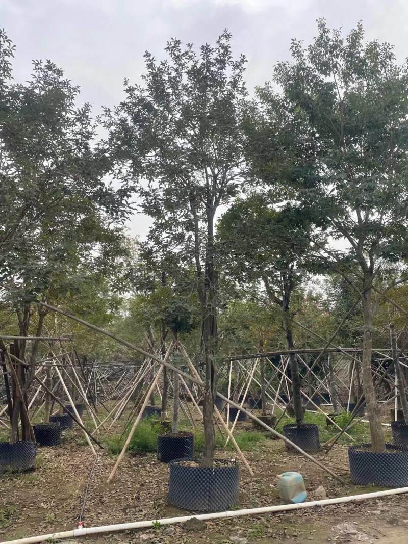 黄花风铃木各种规格基地大量现货供应，欢迎各位客户咨询