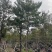 黄花风铃木各种规格基地大量现货供应，欢迎各位客户咨询