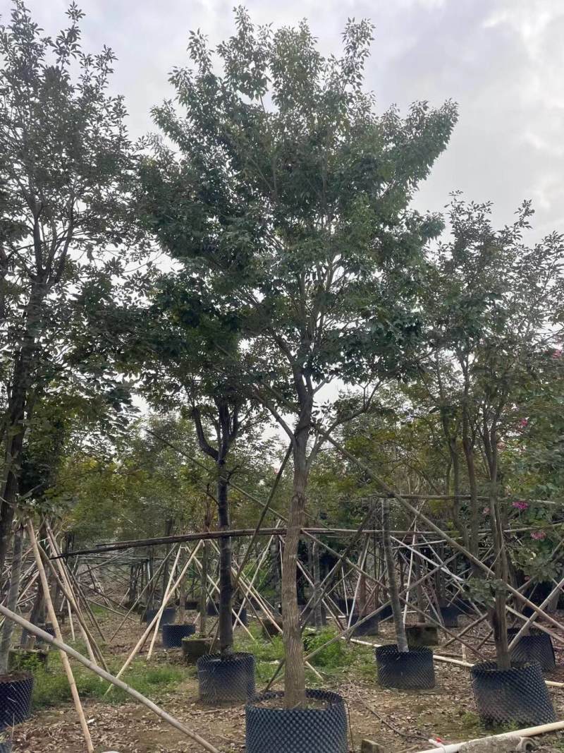 黄花风铃木各种规格基地大量现货供应，欢迎各位客户咨询