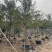 黄花风铃木各种规格基地大量现货供应，欢迎各位客户咨询