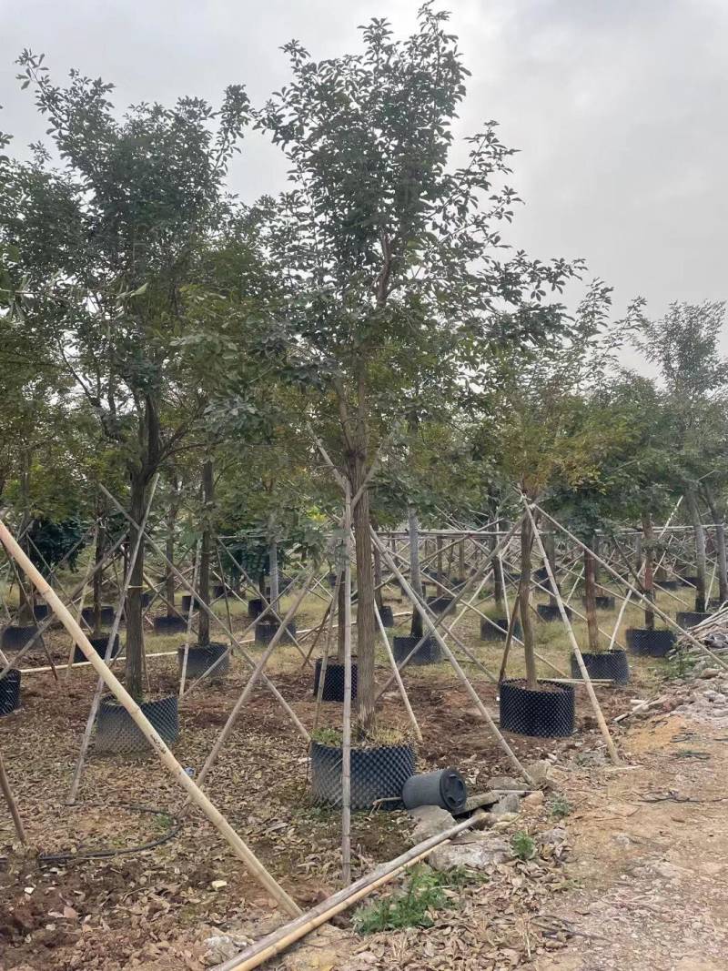 黄花风铃木各种规格基地大量现货供应，欢迎各位客户咨询