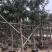 黄花风铃木各种规格基地大量现货供应，欢迎各位客户咨询
