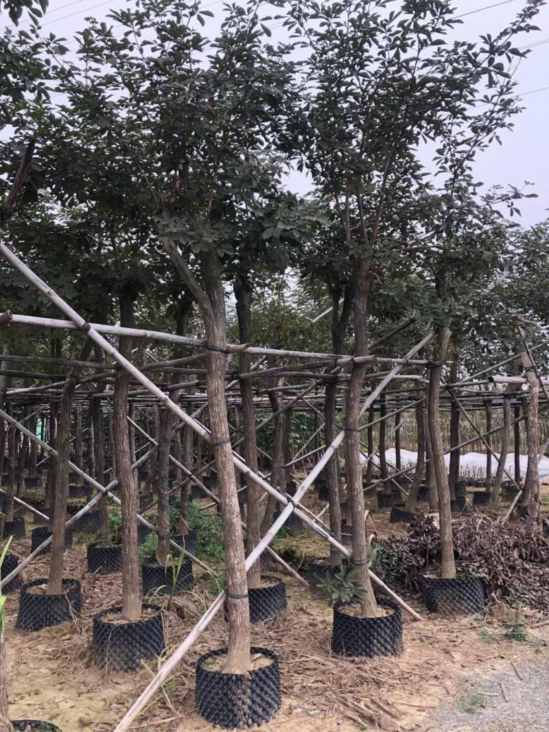黄花风铃木各种规格基地大量现货供应，欢迎各位客户咨询