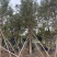 黄花风铃木各种规格基地大量现货供应，欢迎各位客户咨询