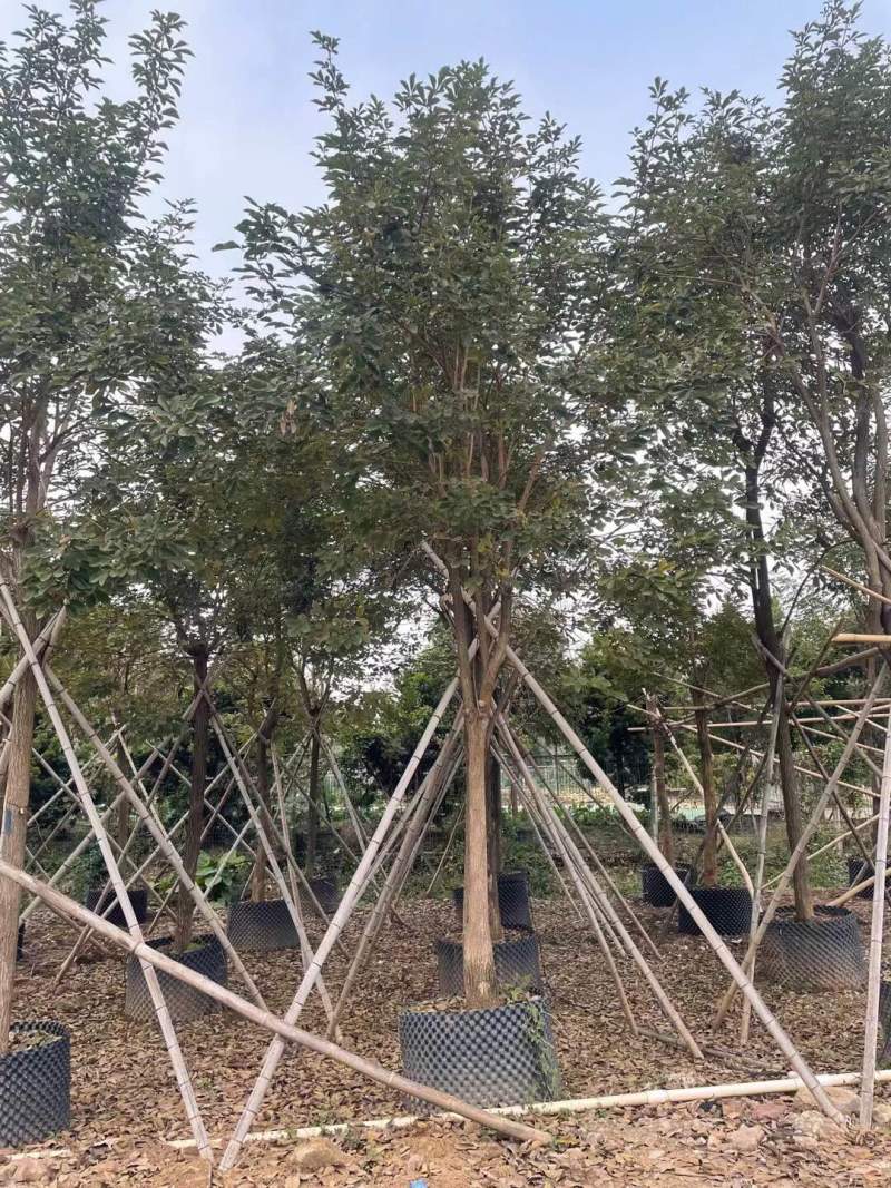 黄花风铃木各种规格基地大量现货供应，欢迎各位客户咨询