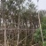 黄花风铃木各种规格基地大量现货供应，欢迎各位客户咨询