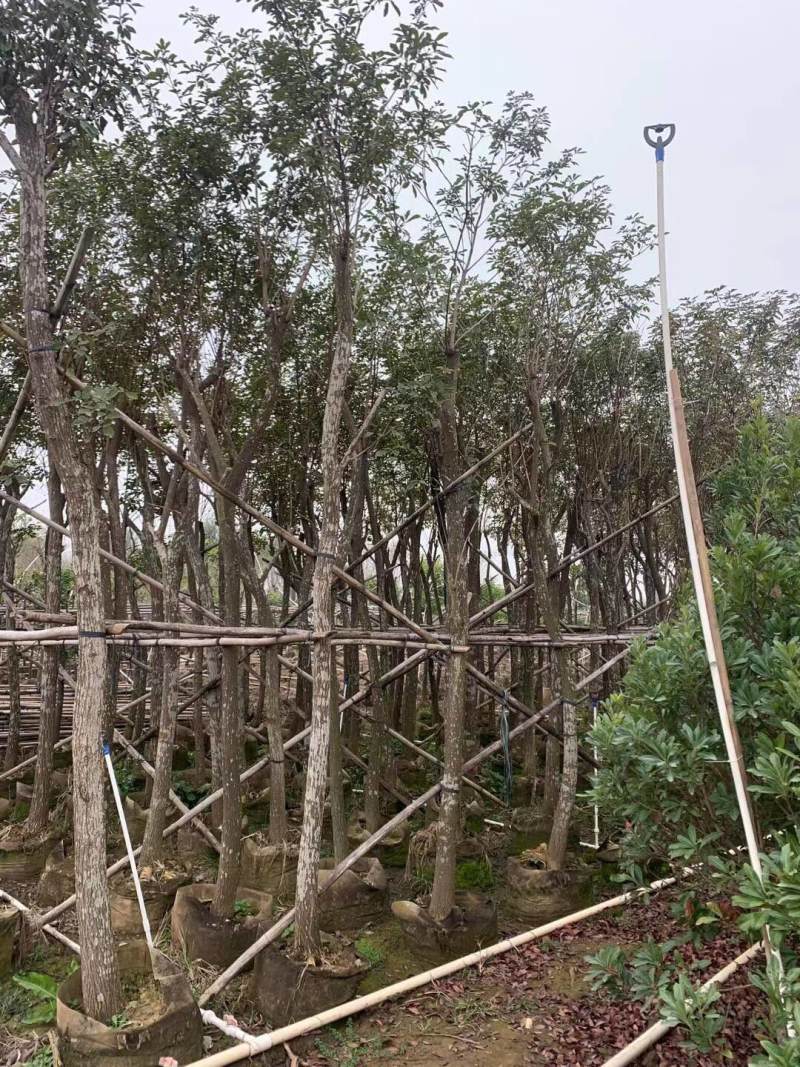 黄花风铃木各种规格基地大量现货供应，欢迎各位客户咨询