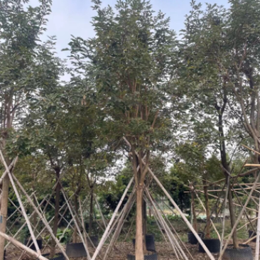 黄花风铃木各种规格基地大量现货供应，欢迎各位客户咨询
