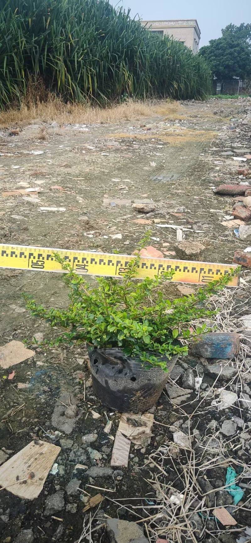 福建茶各种规格基地大量现货供应，欢迎各位客户咨询