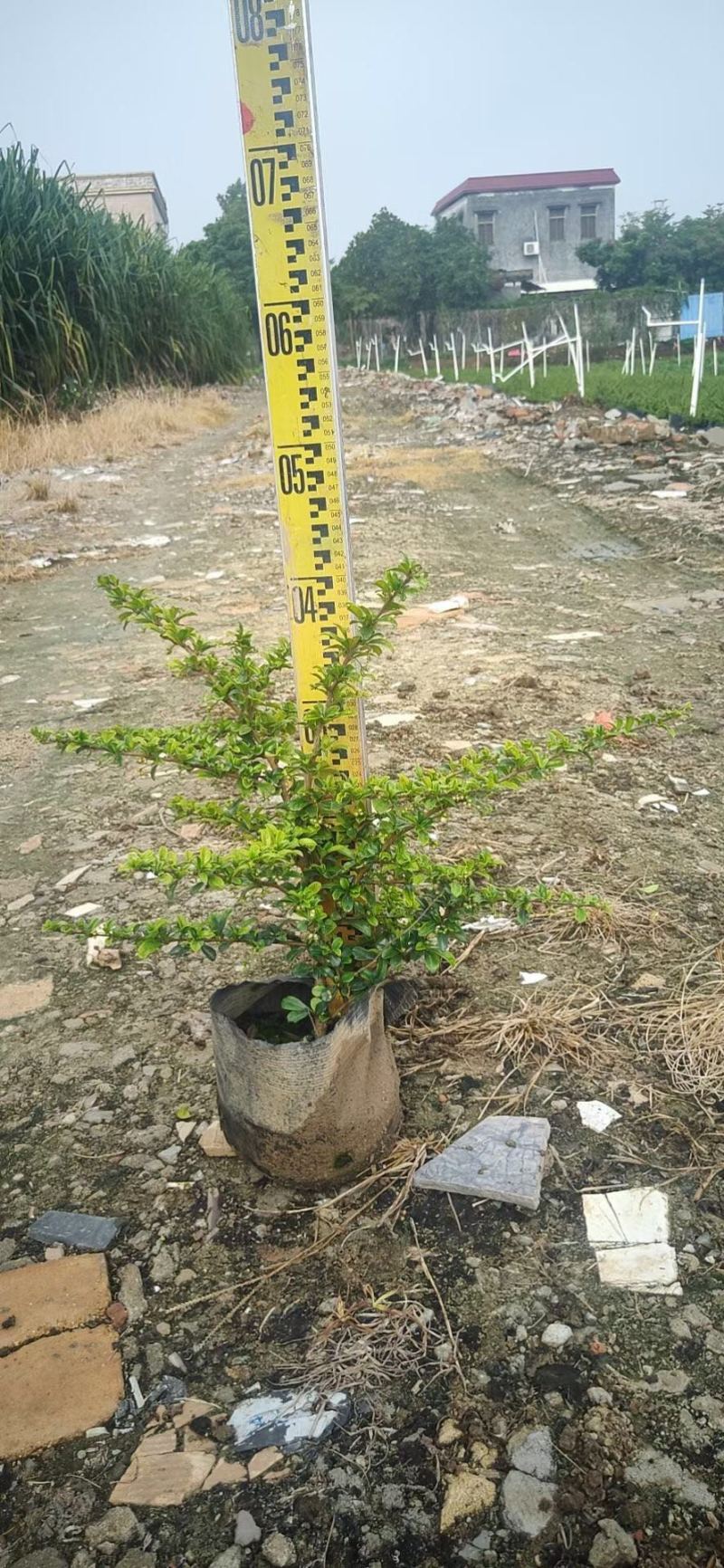 福建茶各种规格基地大量现货供应，欢迎各位客户咨询