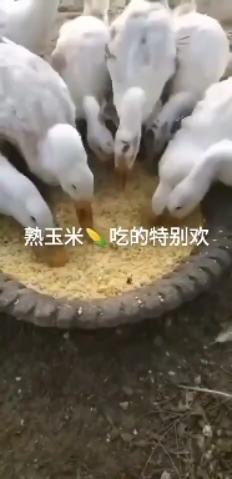 熟玉米发酵饲料适用于鸡鸭鹅猪牛羊养殖使用