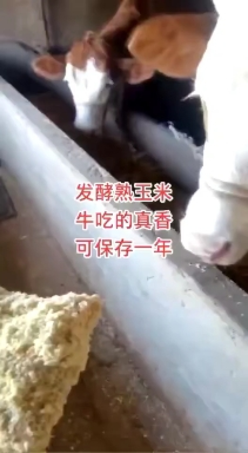 熟玉米发酵饲料适用于鸡鸭鹅猪牛羊养殖使用
