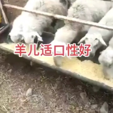 熟玉米发酵饲料适用于鸡鸭鹅猪牛羊养殖使用