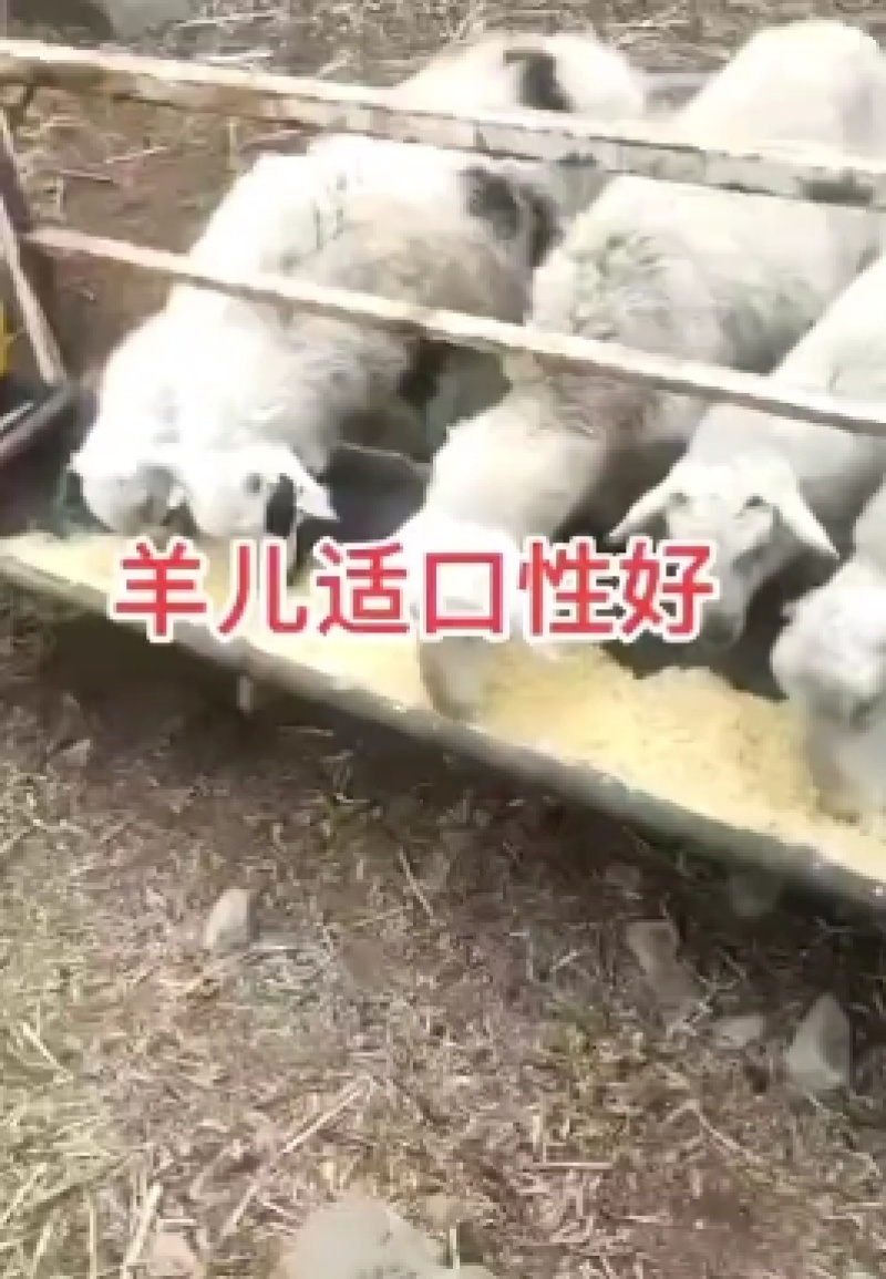 熟玉米发酵饲料适用于鸡鸭鹅猪牛羊养殖使用