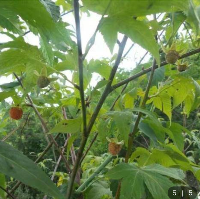 甜茶叶刺儿茶天然香甜的味茶叶保健茶