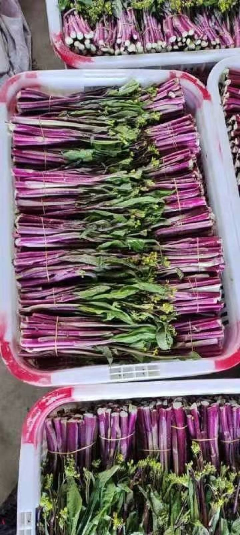 精品红菜苔