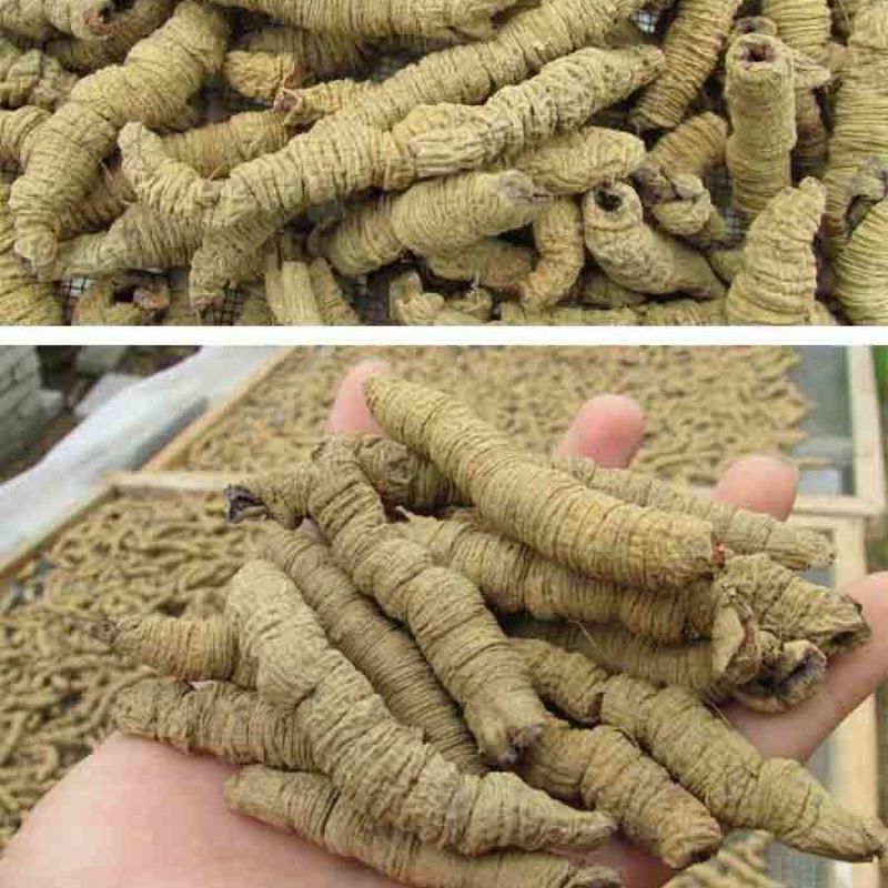中药材新品野生巴戟天干生晒巴戟，巴戟天补巴戟肉包邮